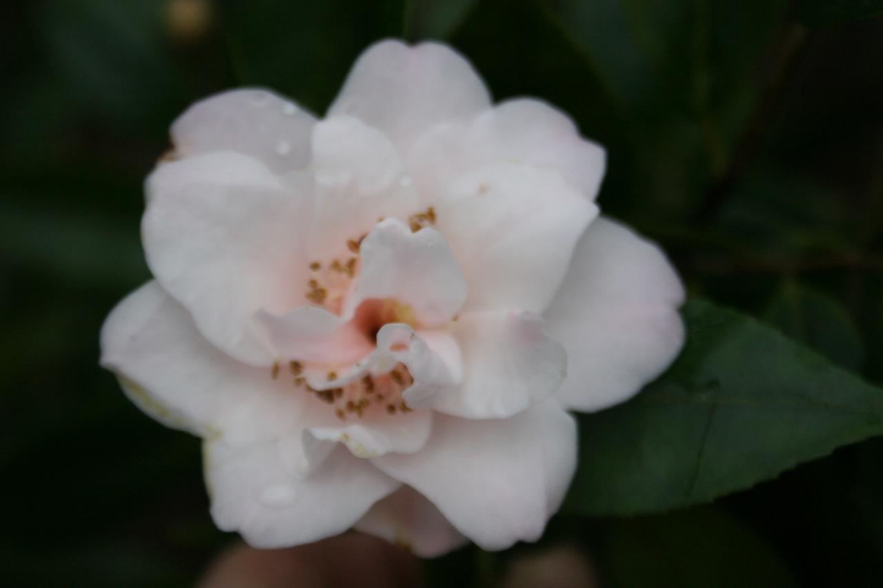 Camellia x 'Christmas Daffodil'