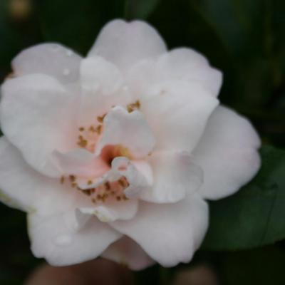 Camellia x 'Christmas Daffodil'