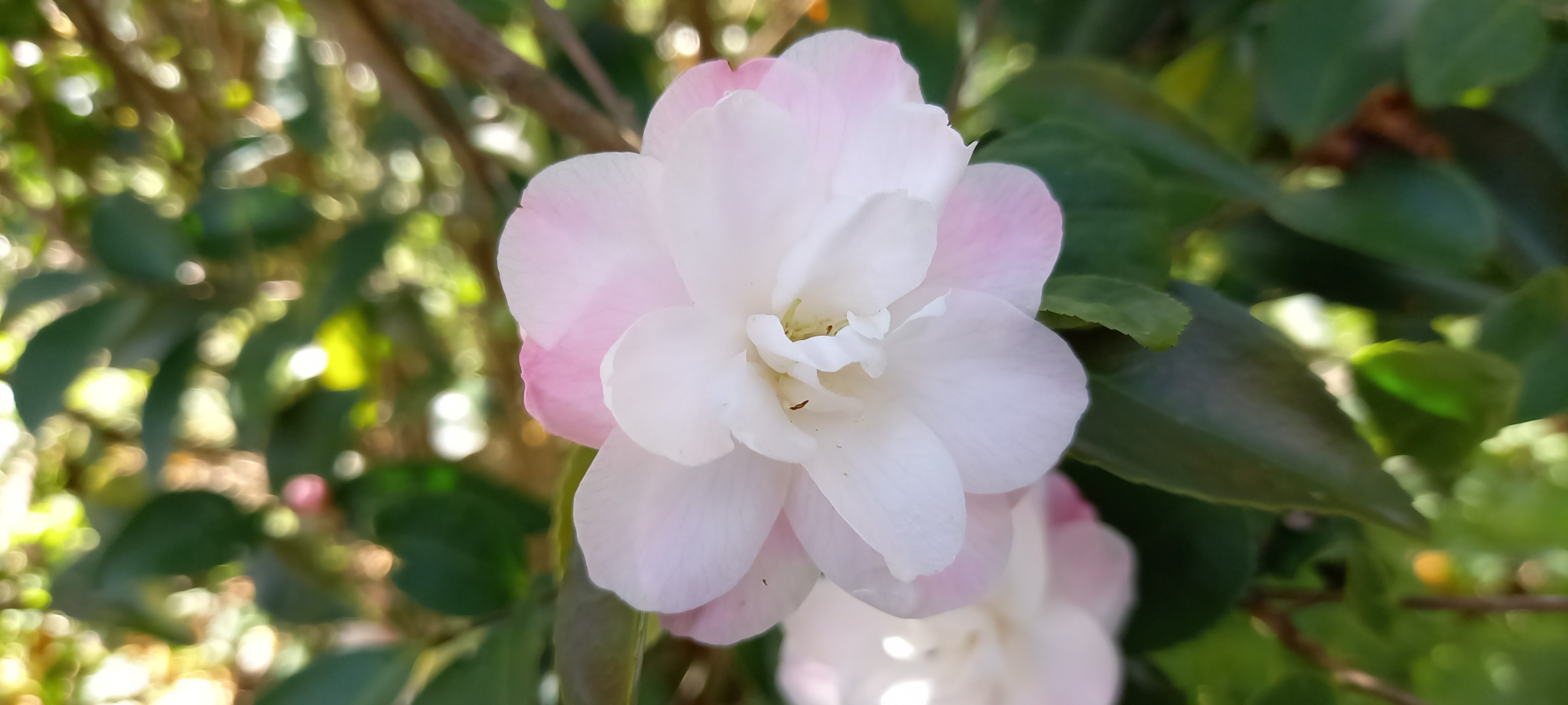 Camellia x 'Cinnamon Cindy'