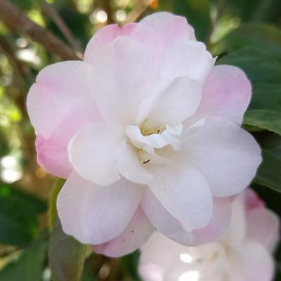 Camellia x 'Cinnamon Cindy'