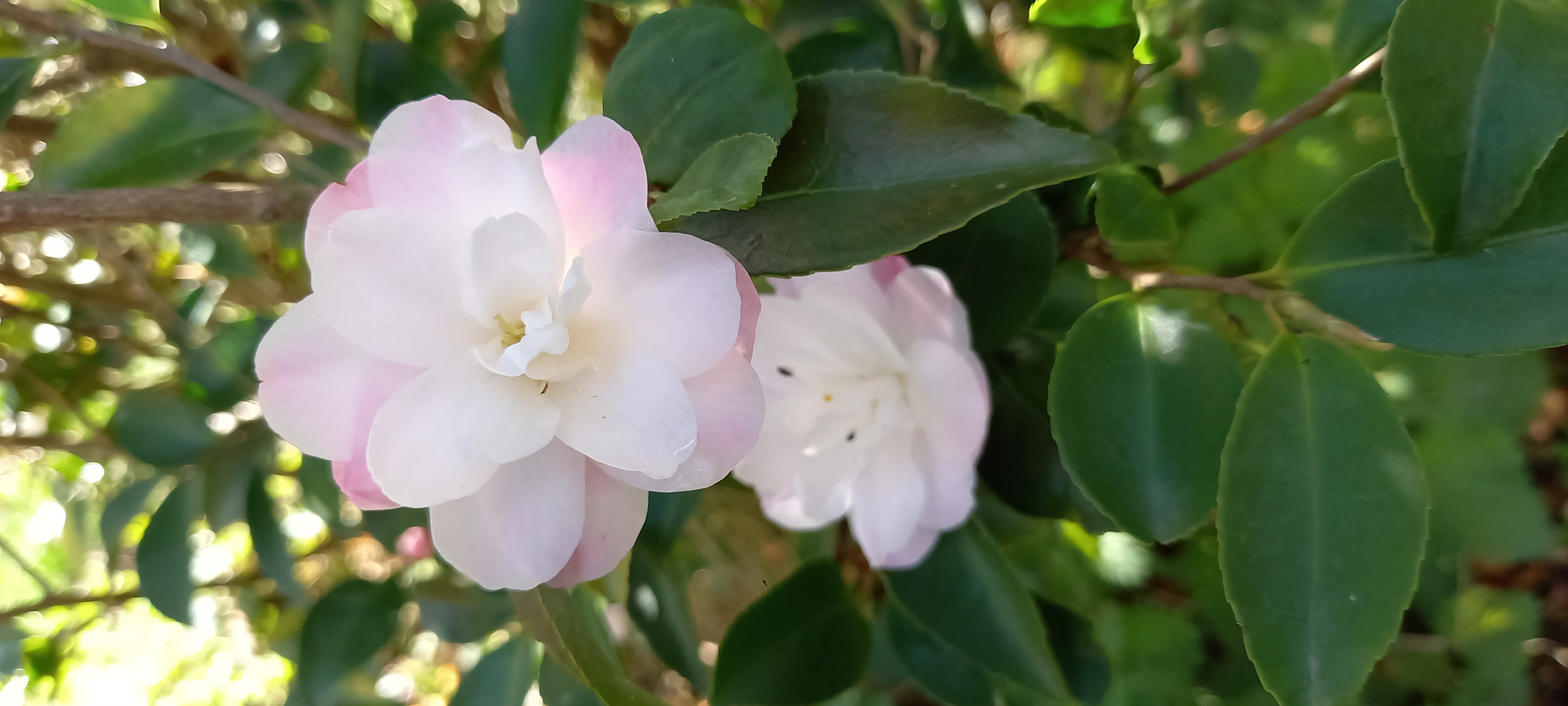 Camellia x 'Cinnamon Cindy'