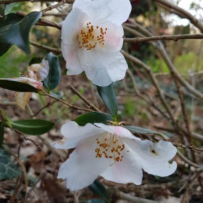 Camellia x 'Cornish Snow'