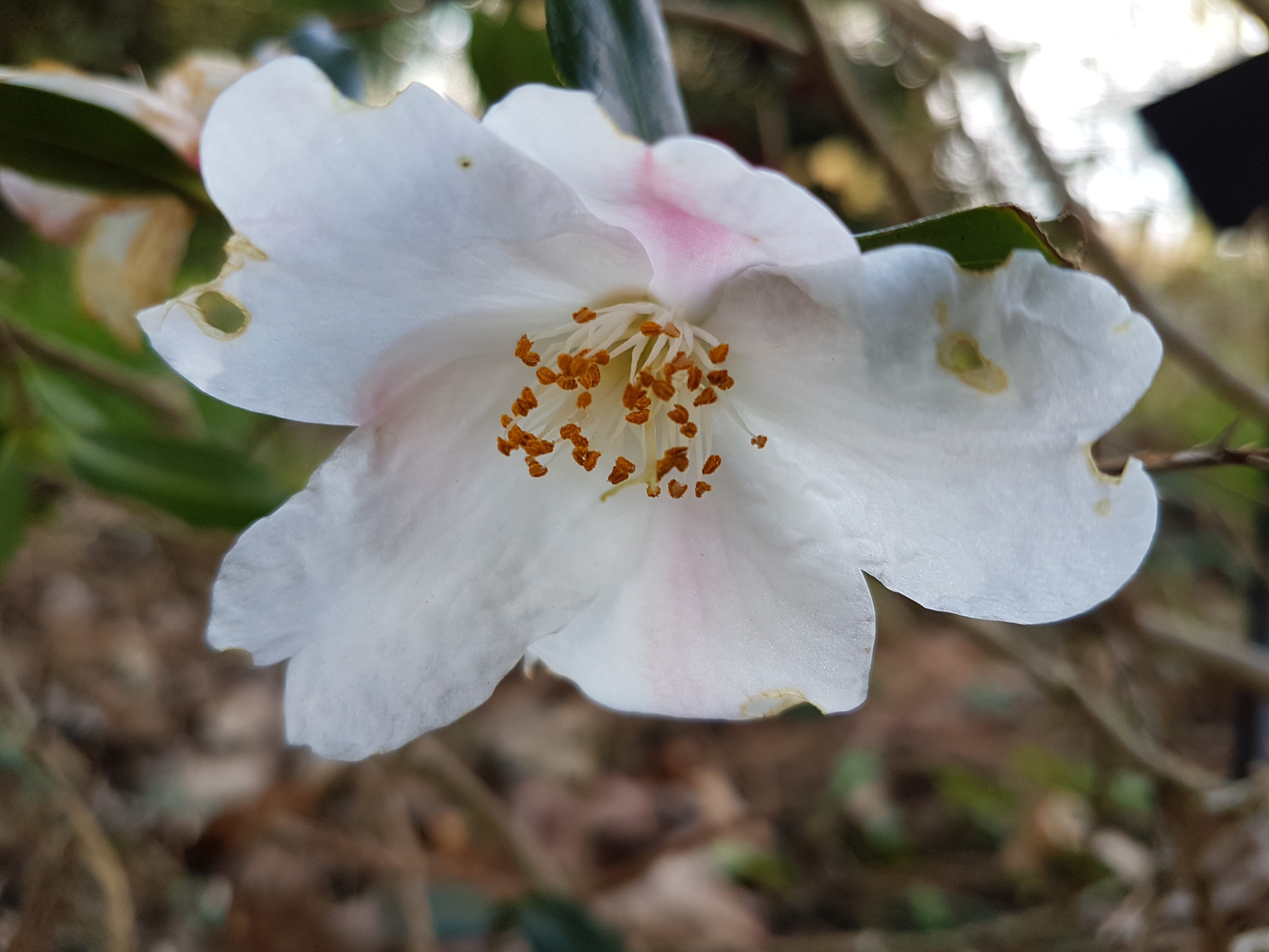 Camellia x 'Cornish Snow'