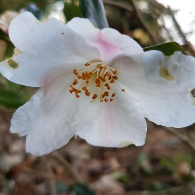 Camellia x 'Cornish Snow'