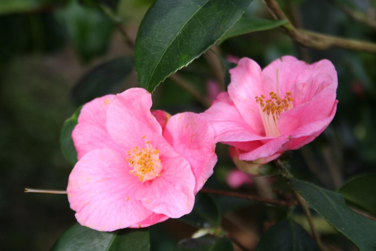 Camellia x 'Cornish Spring'