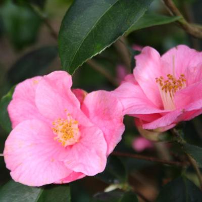 Camellia x 'Cornish Spring'