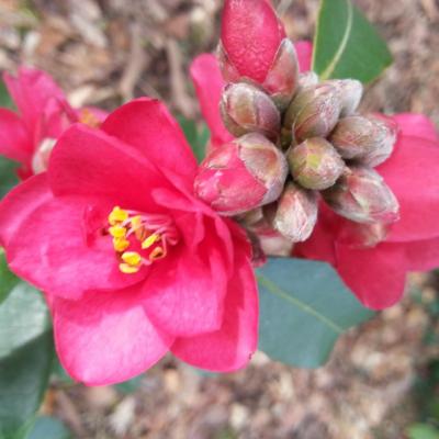 Camellia x 'Fairy Wand' (3)