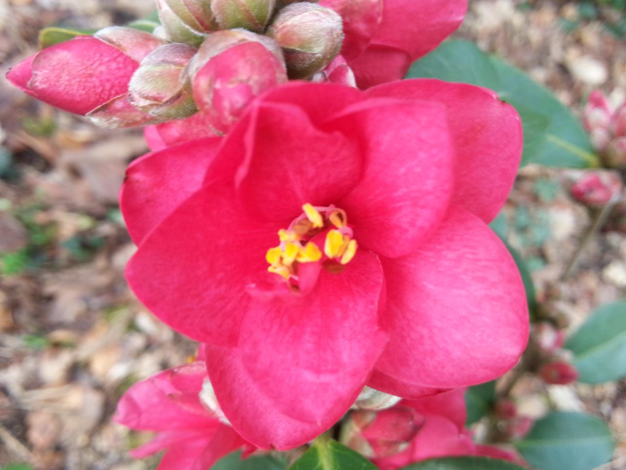 Camellia x 'Fairy Wand' (4)