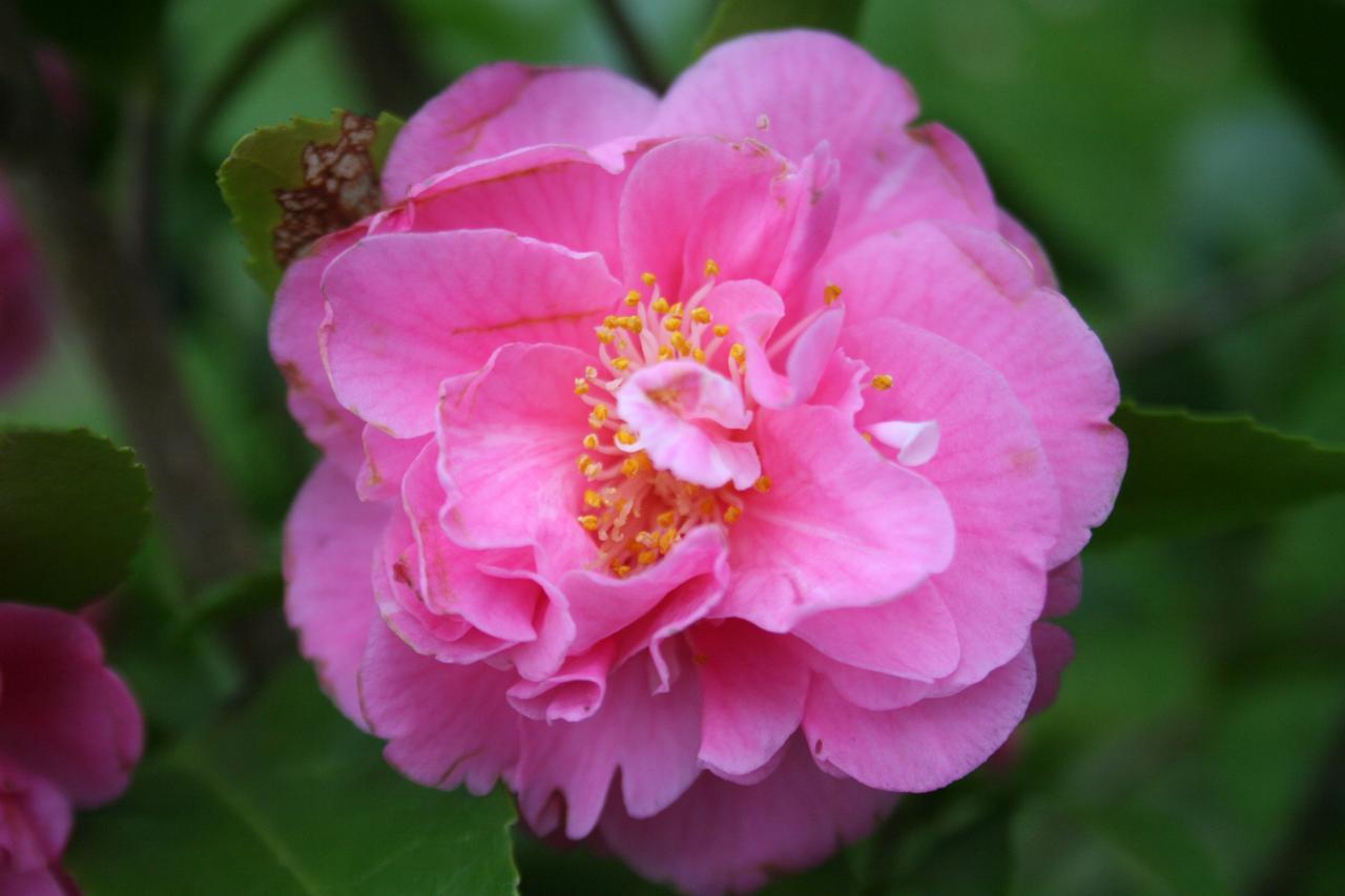 Camellia x 'Fragrant Joy'