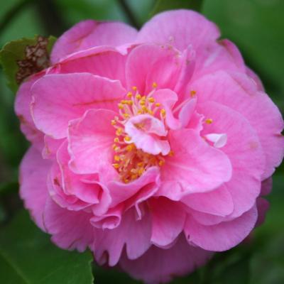 Camellia x 'Fragrant Joy'