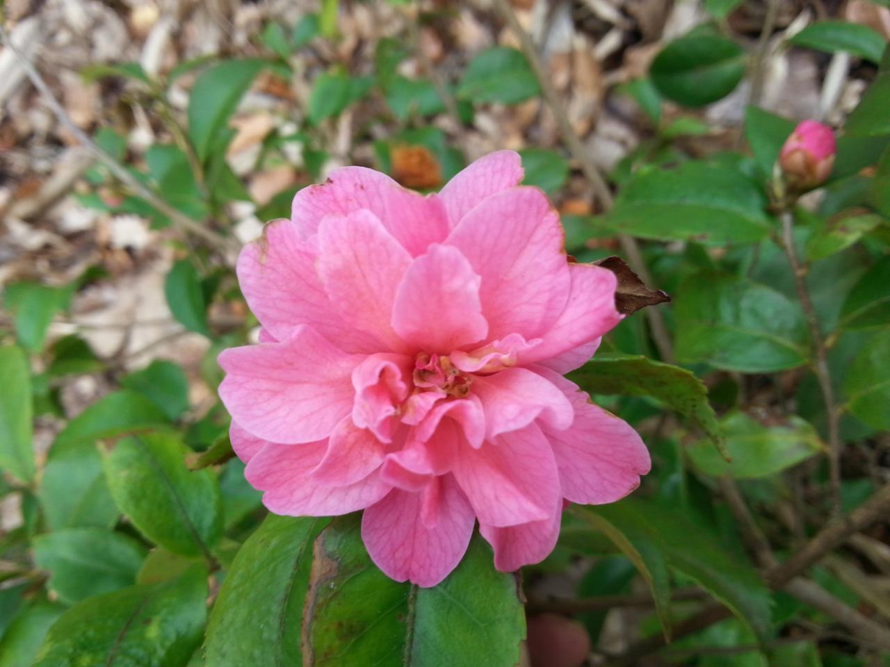 Camellia x 'Fragrant Pink' (2)