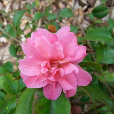 Camellia x 'Fragrant Pink' (2)
