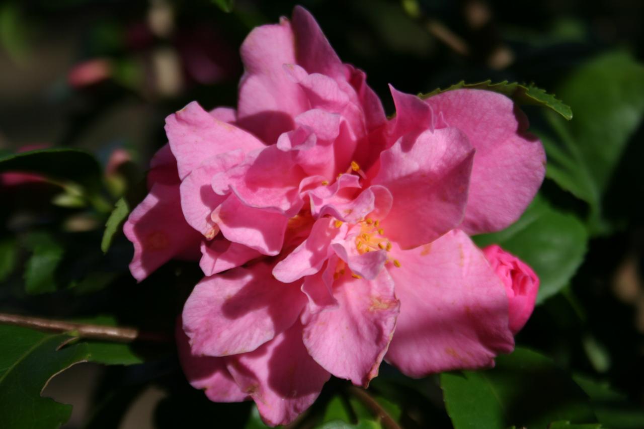 Camellia x 'Fragrant Pink'