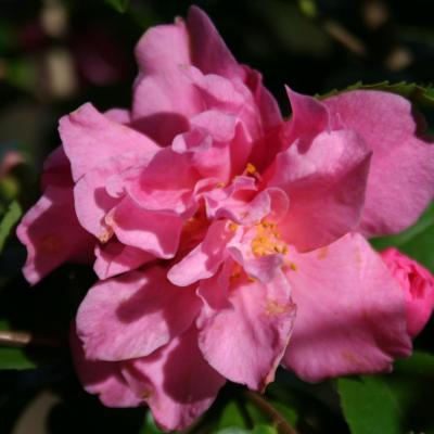 Camellia x 'Fragrant Pink'