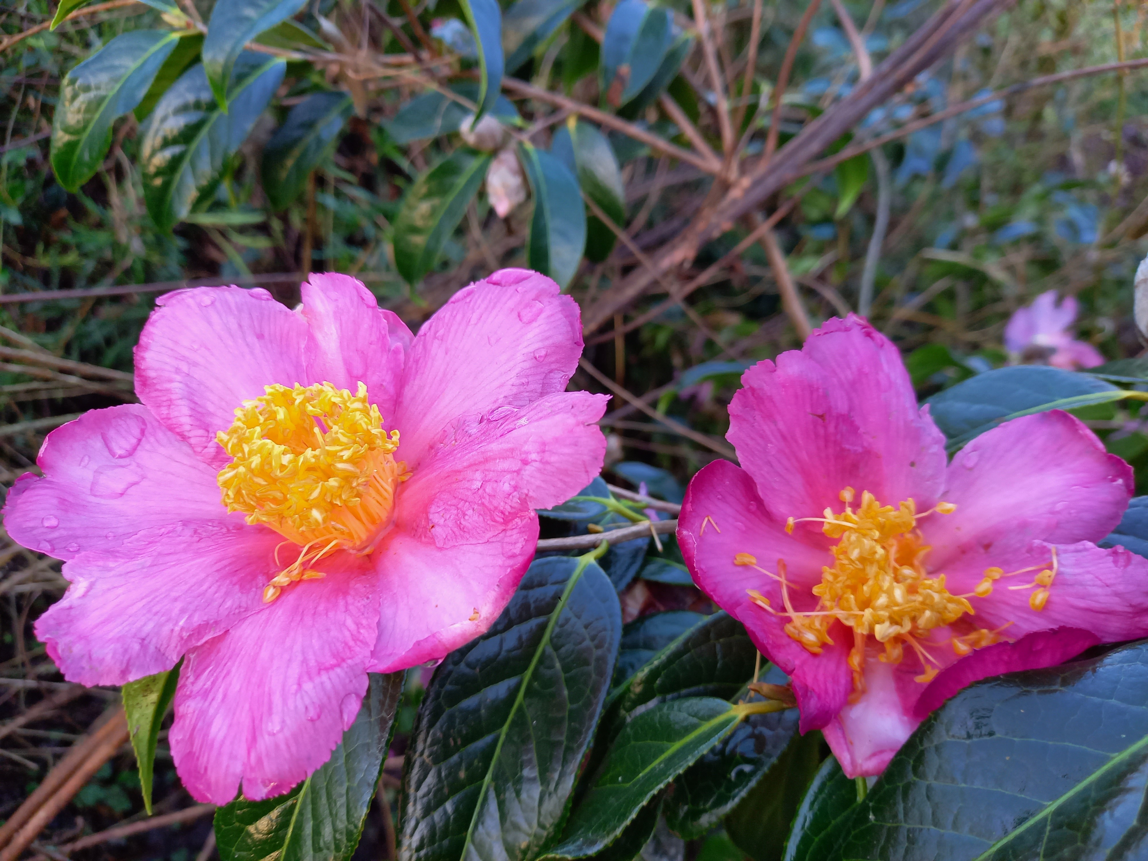 Camellia x granthamiana 'Pink Granthamiana'