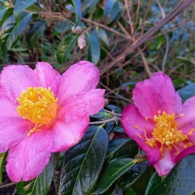 Camellia x granthamiana 'Pink Granthamiana'