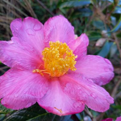 Camellia x granthamiana 'Pink Granthamiana'