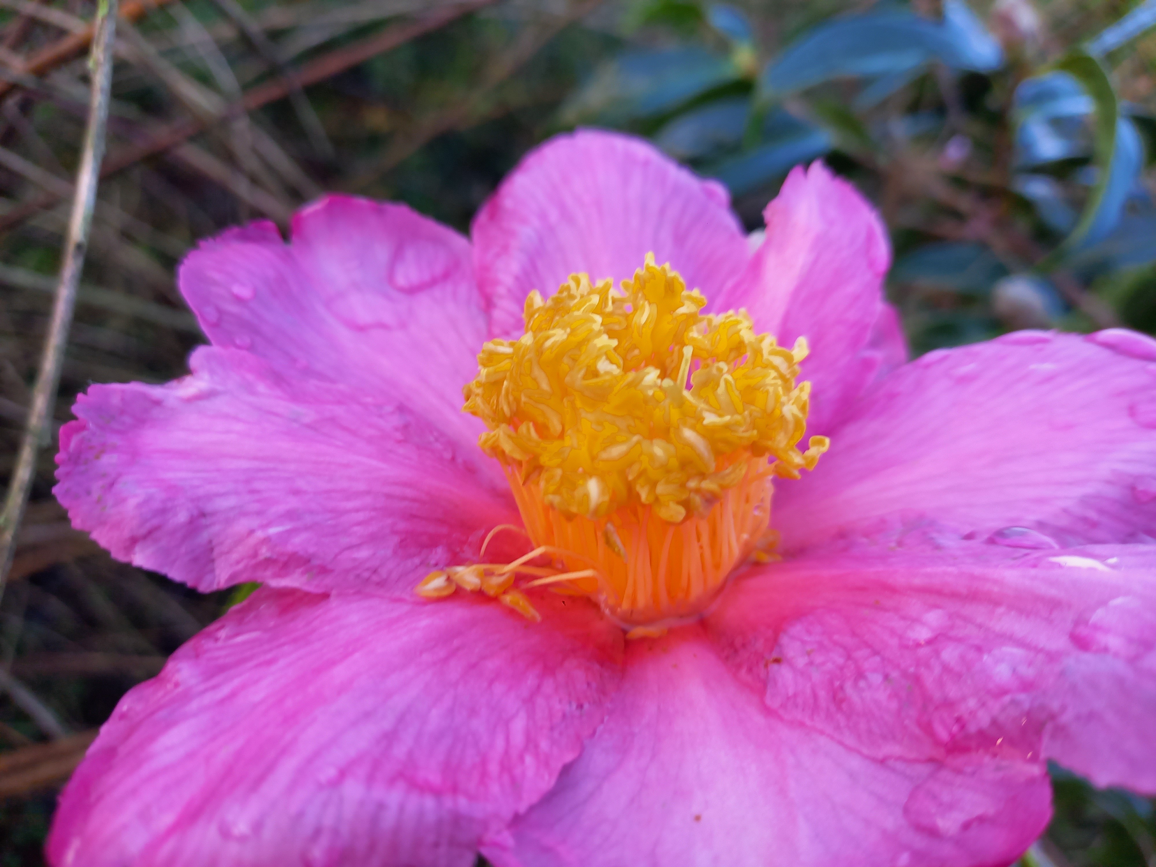 Camellia x granthamiana 'Pink Granthamiana'