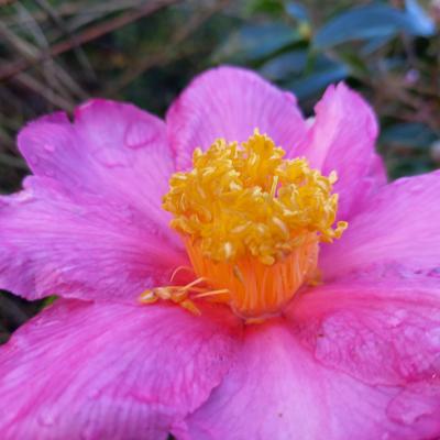 Camellia x granthamiana 'Pink Granthamiana'