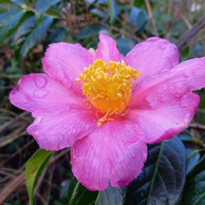 Camellia x granthamiana 'Pink Granthamiana'