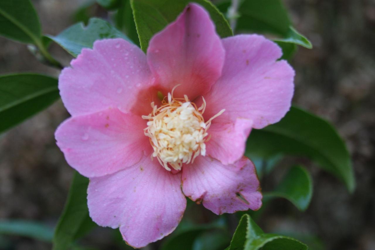 Camellia x granthamiana 'Pink Granthamiana