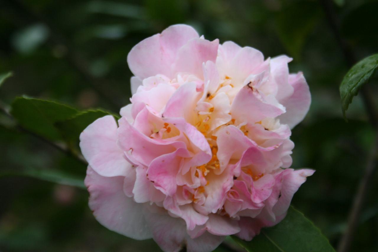 Camellia x 'High Fragrance'-7-
