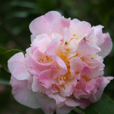 Camellia x 'High Fragrance'-7-