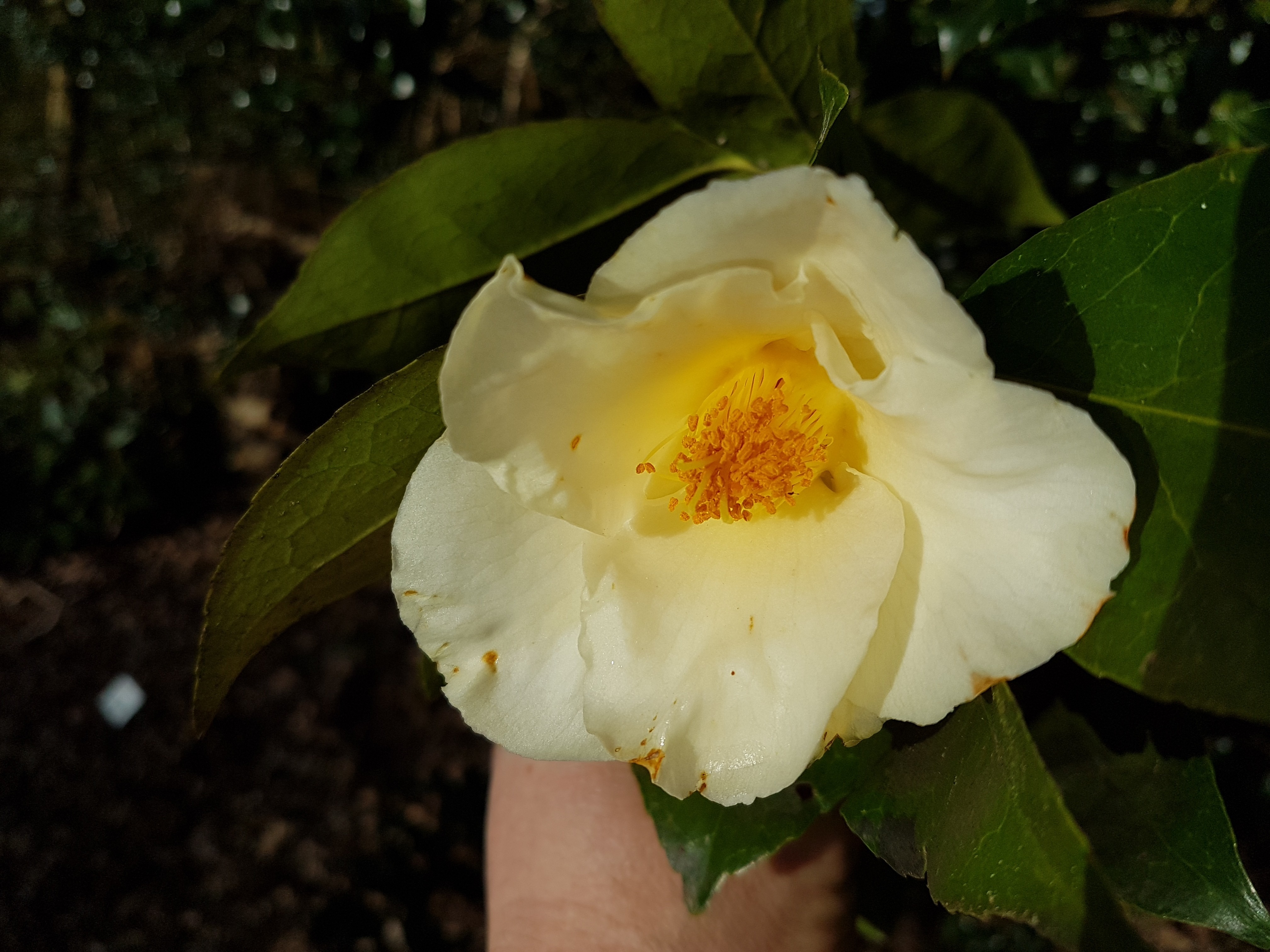 Camellia x 'Kichô'