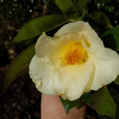 Camellia x 'Kichô'