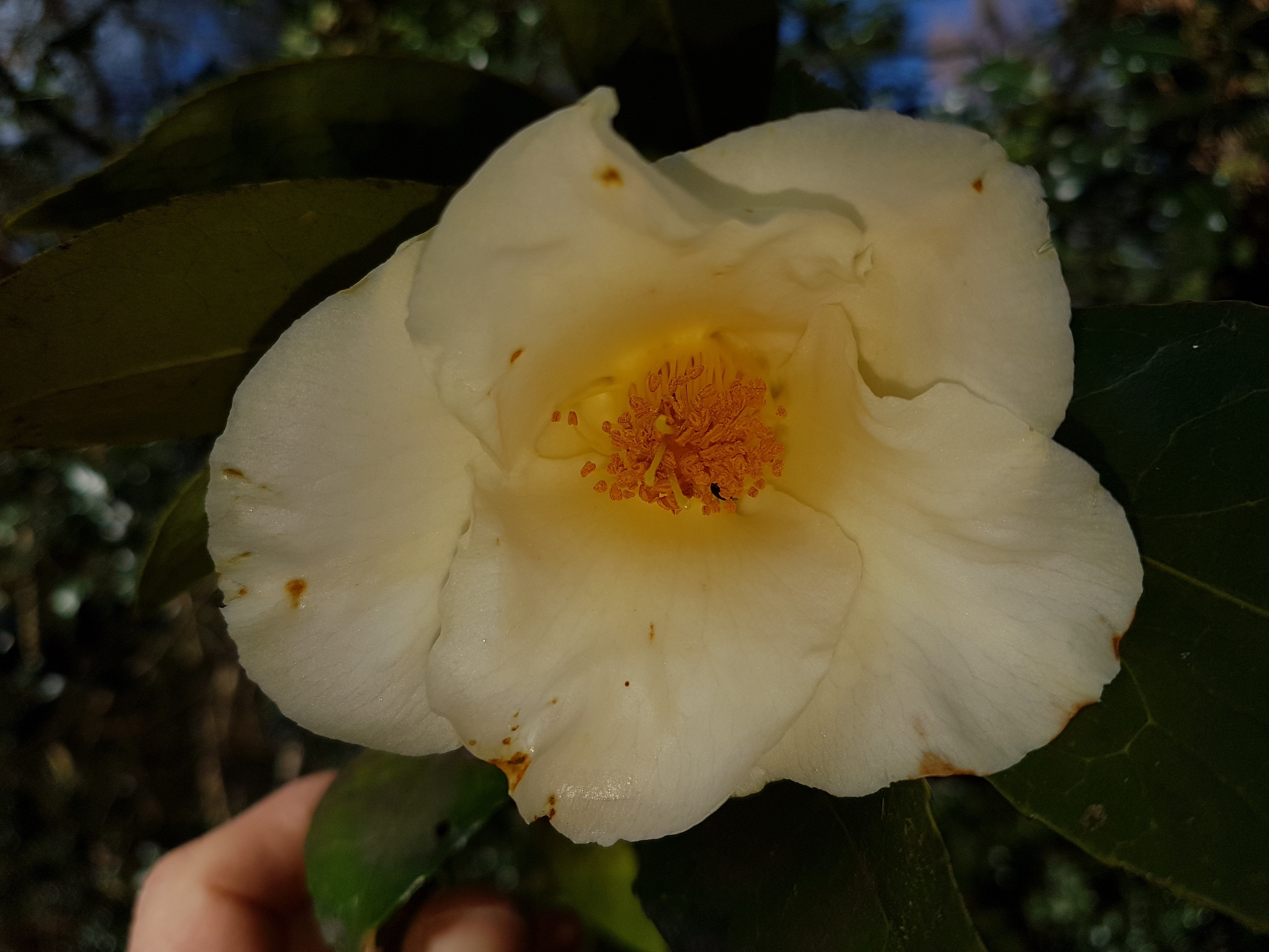 Camellia x 'Kichô'