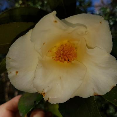 Camellia x 'Kichô'