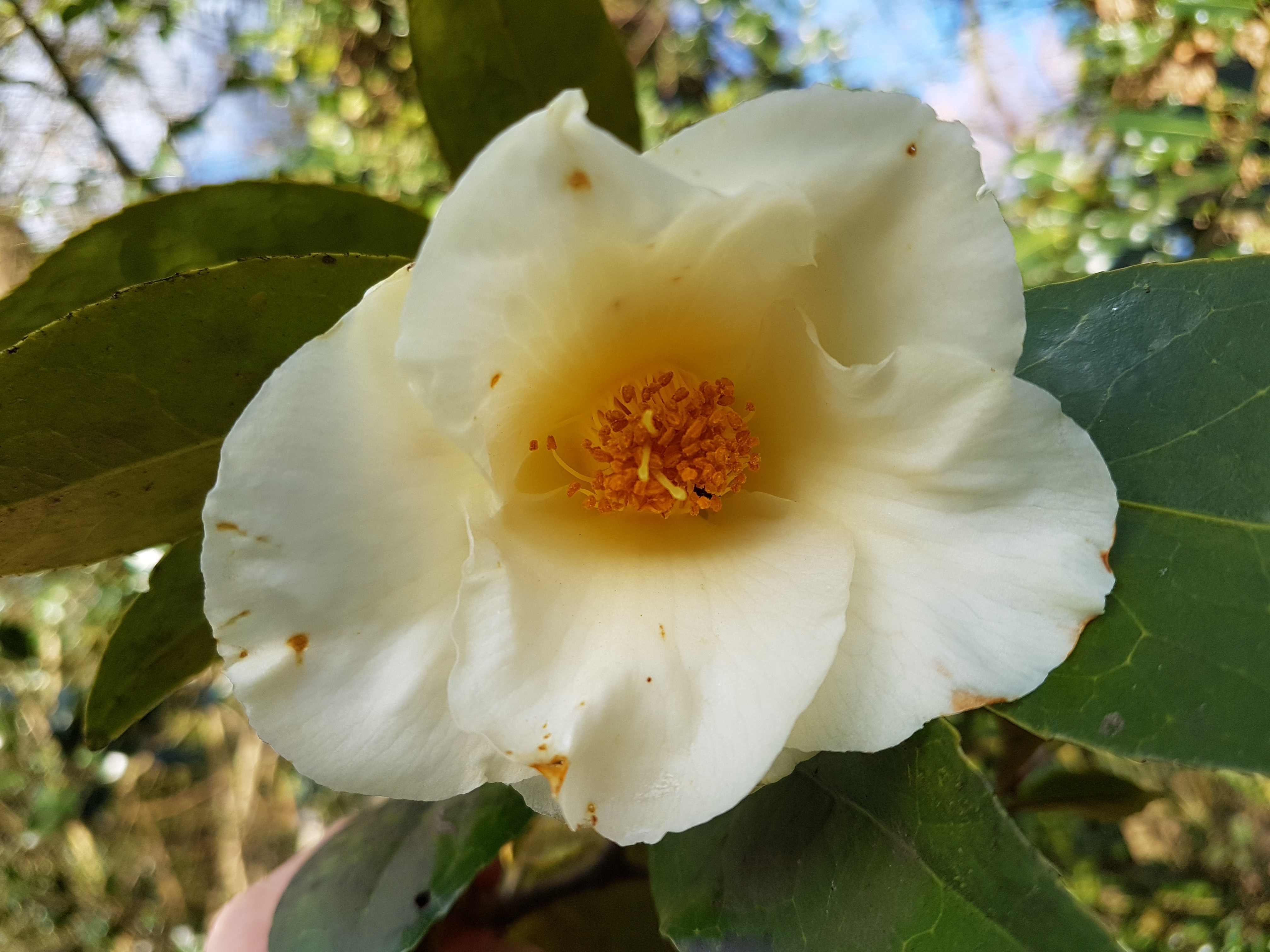 Camellia x 'Kichô'