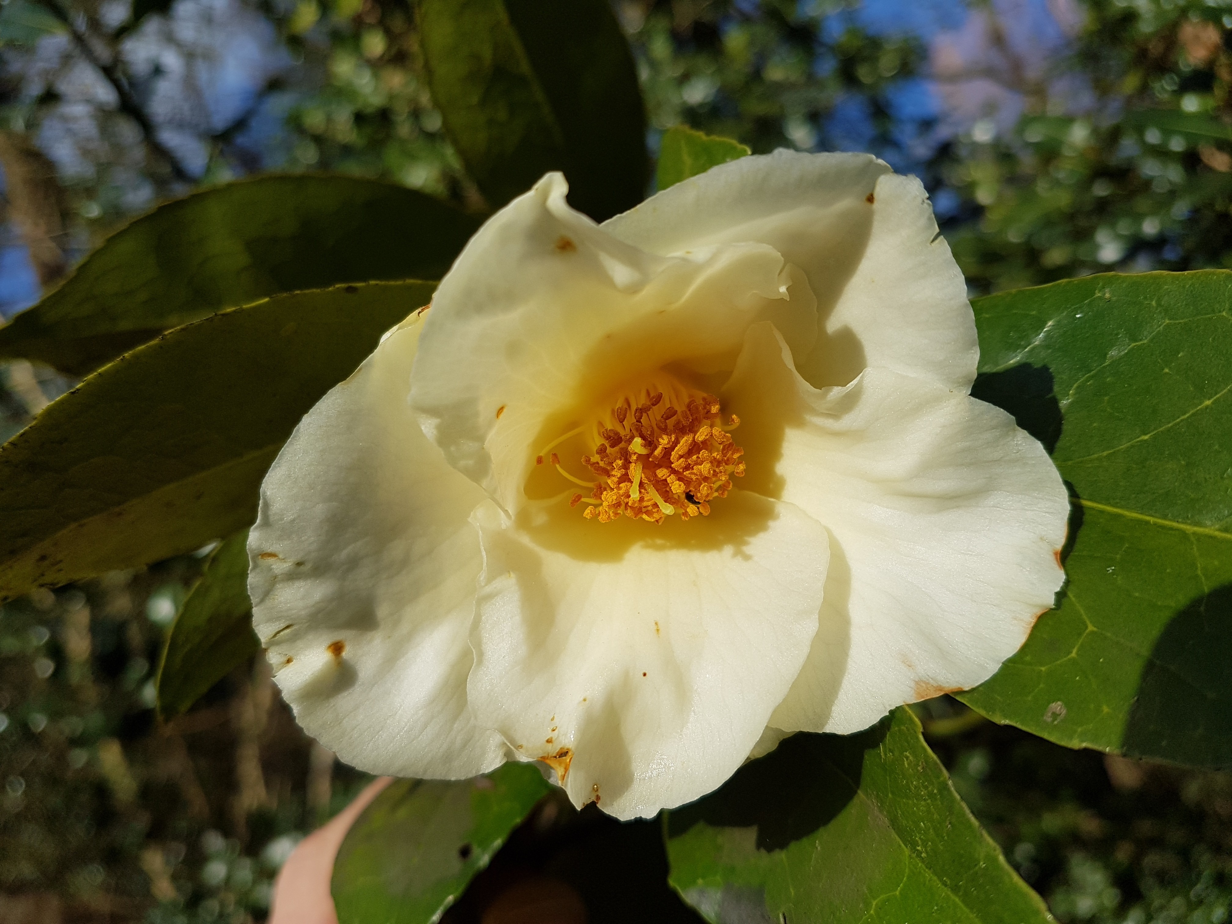 Camellia x 'Kichô'