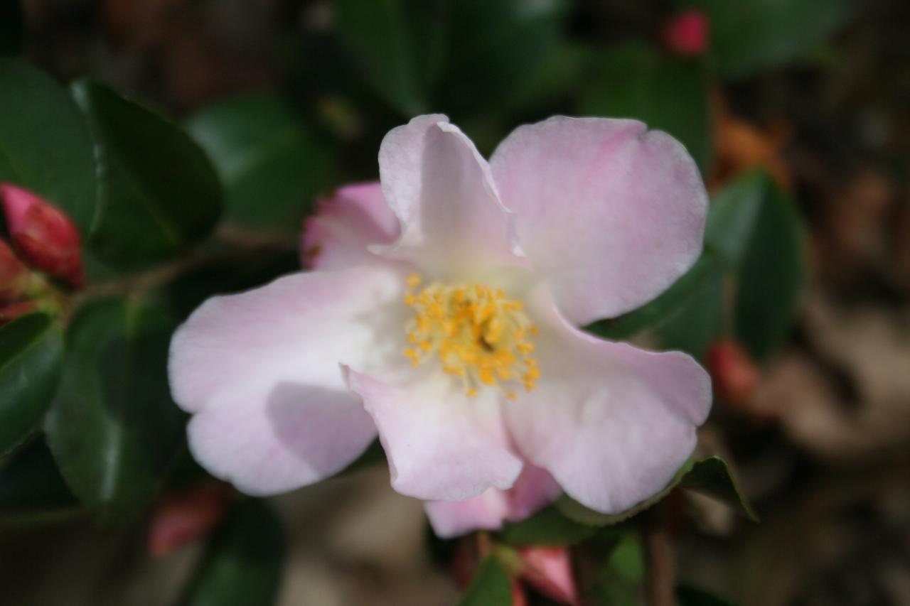 Camellia xlutchuensis 'Fairy Blush'