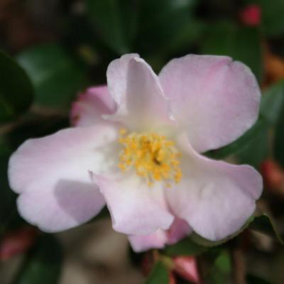 Camellia xlutchuensis 'Fairy Blush'