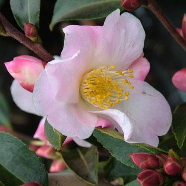 Camellia x lutchuensis 'Fairy Blush'