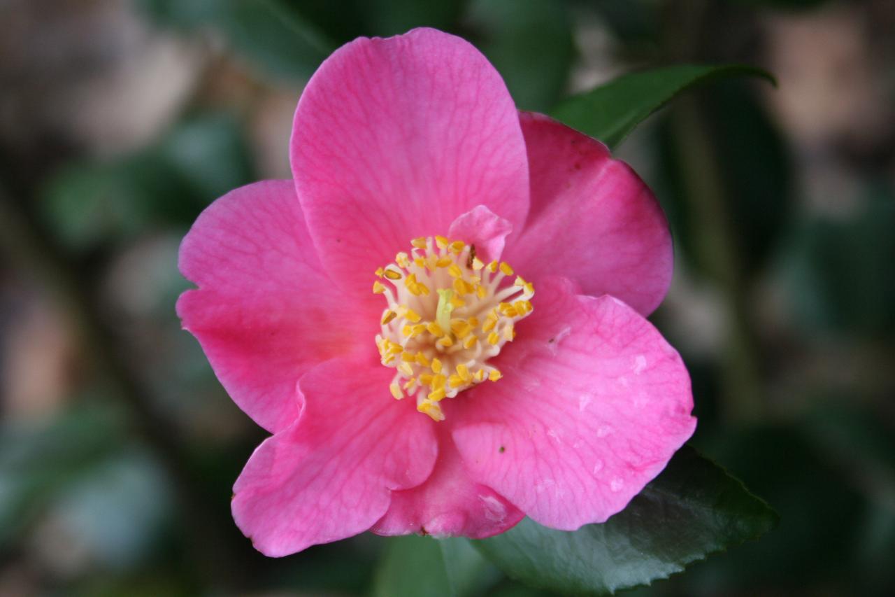 Camellia xlutchuensis 'Koto-no-kaori'