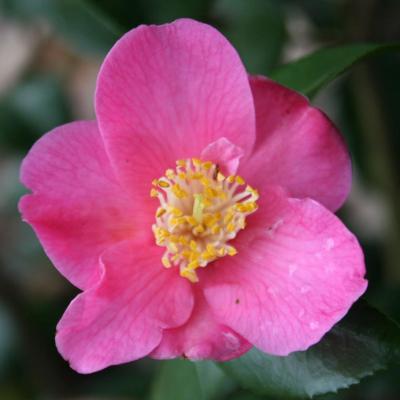 Camellia xlutchuensis 'Koto-no-kaori'