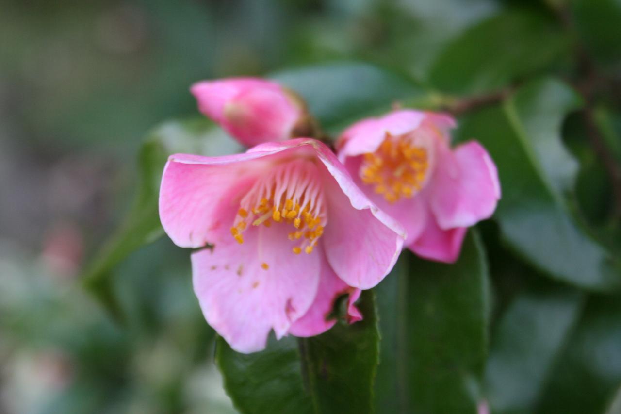 Camellia x  'Minato-no-akebono'