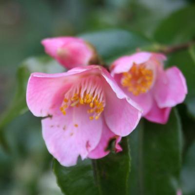 Camellia x  'Minato-no-akebono'-10-