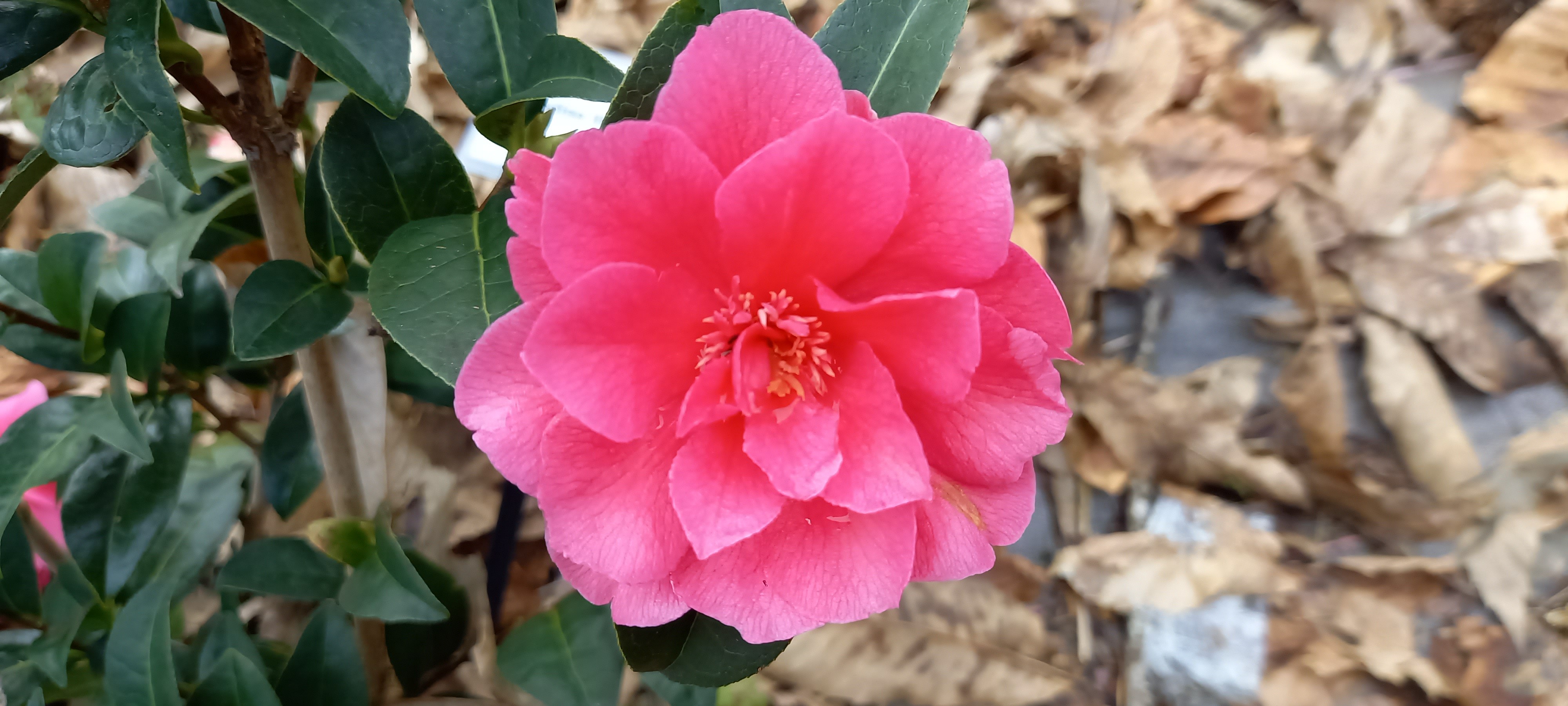 Camellia x 'Paradise Illumination'®