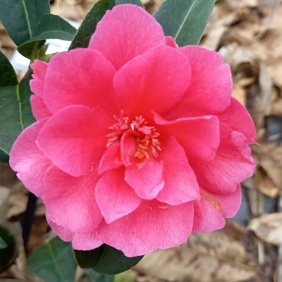 Camellia x 'Paradise Illumination'®