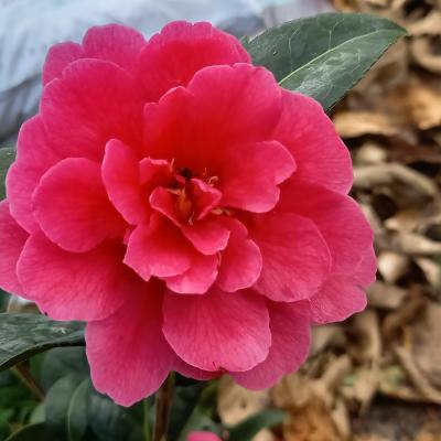 Camellia x 'Paradise Illumination'®