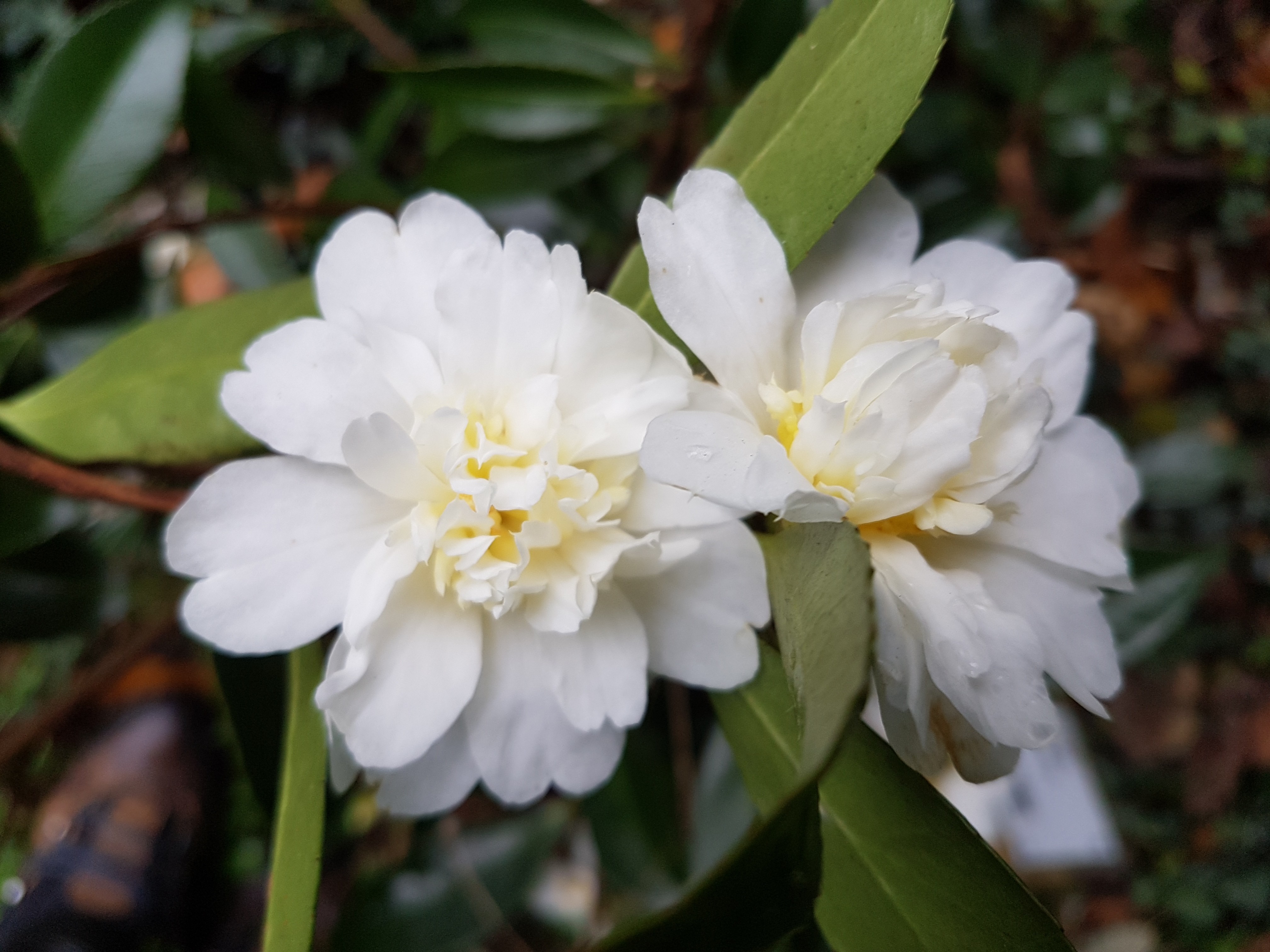 Camellia x 'Polar Ice'