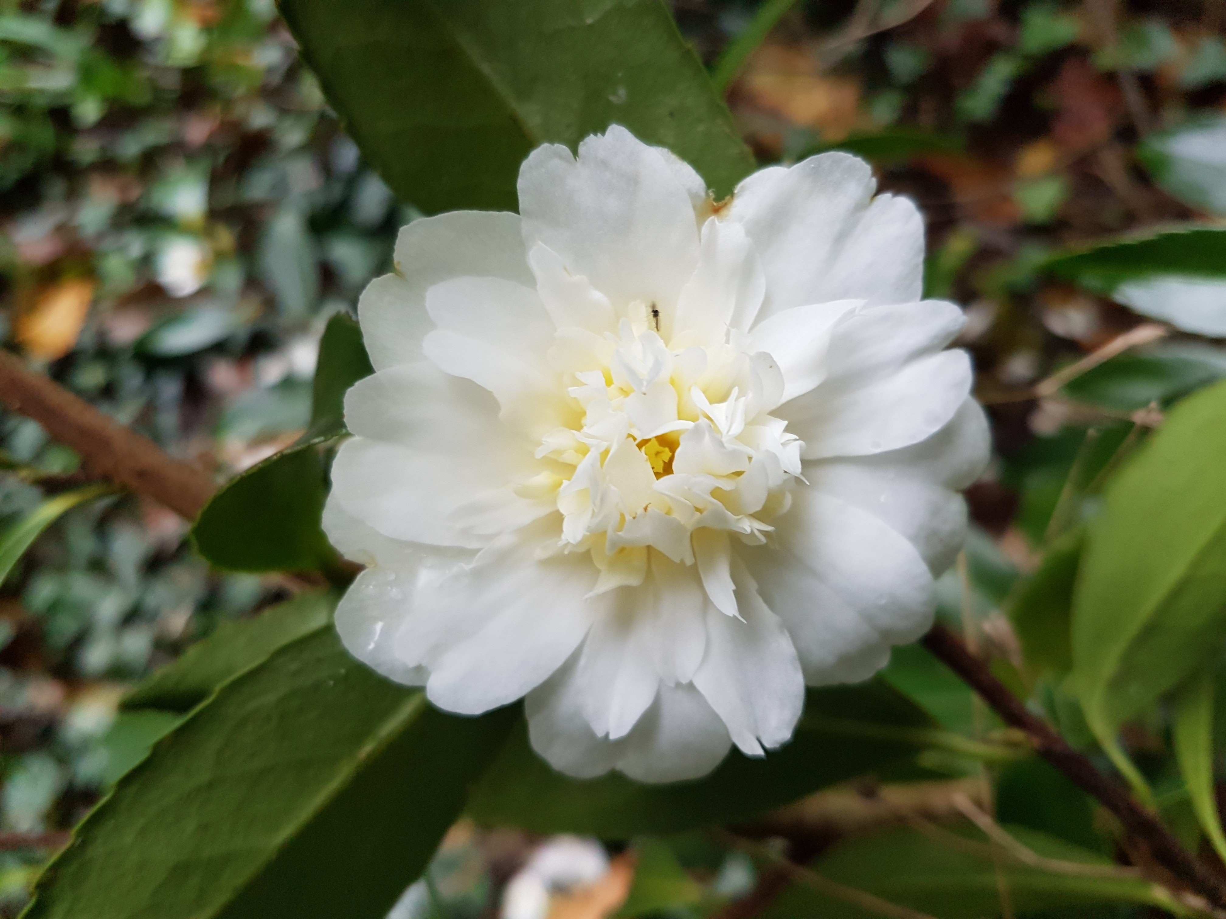 Camellia x 'Polar Ice'