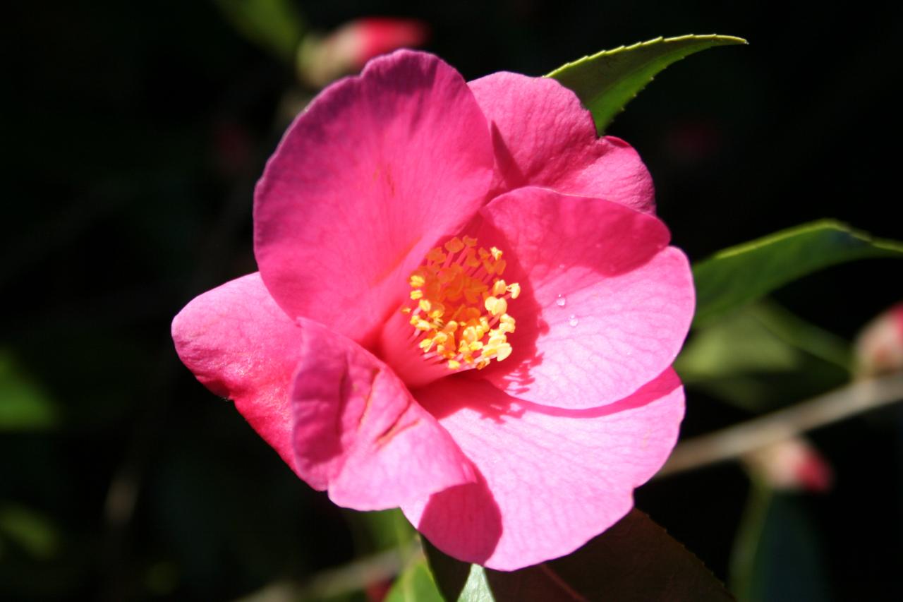 Camellia x 'Red Candles'