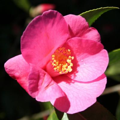 Camellia x 'Red Candles'