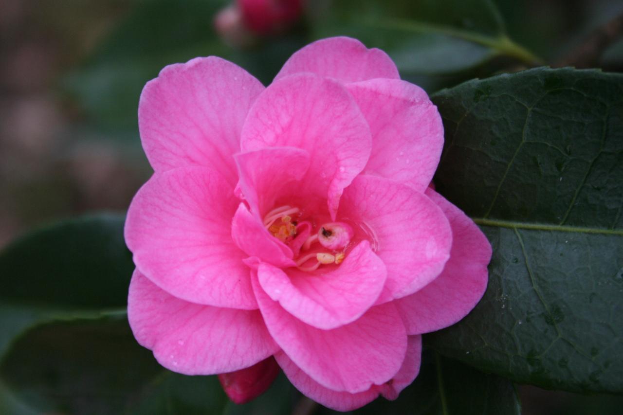 Camellia x 'Spring Awakening'