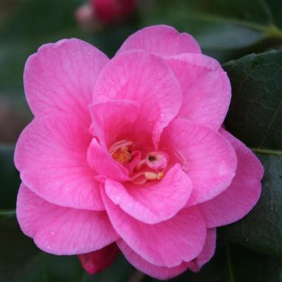 Camellia x 'Spring Awakening'