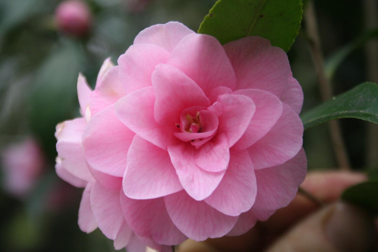 Camellia x 'Spring Festival'-5-